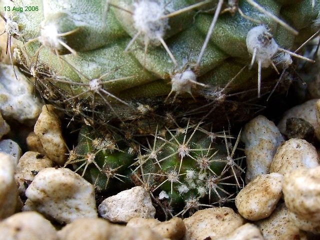 Copiapoa _humilis _ssp.variispinata 'paposoensis' 04